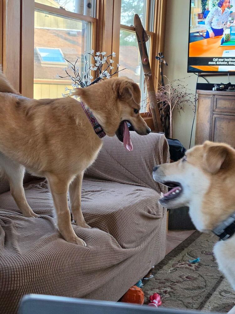 Enlarge Holly, a Adoptable mixed breed in Amherst, NY image 4/5