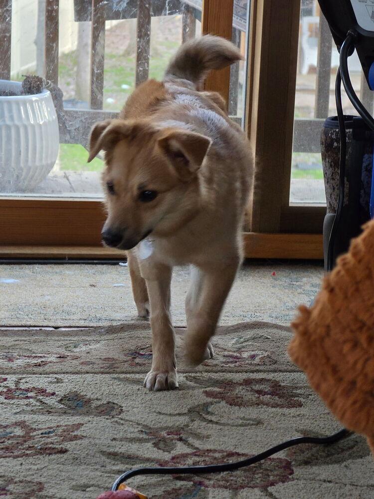 Enlarge Holly, a Adoptable mixed breed in Amherst, NY image 5/5