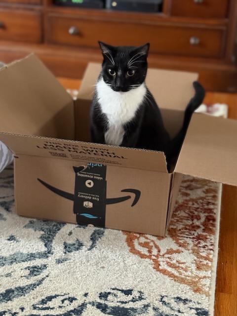 Enlarge Tuck, a Adoptable Domestic Short Hair in Milltown, NJ image 2/6