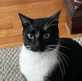 Enlarge Tuck, a Adoptable Domestic Short Hair in Milltown, NJ image 3/6