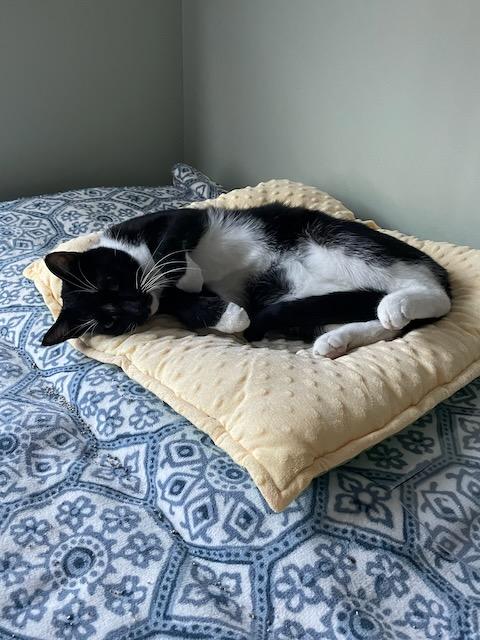 Enlarge Tuck, a Adoptable Domestic Short Hair in Milltown, NJ image 4/6