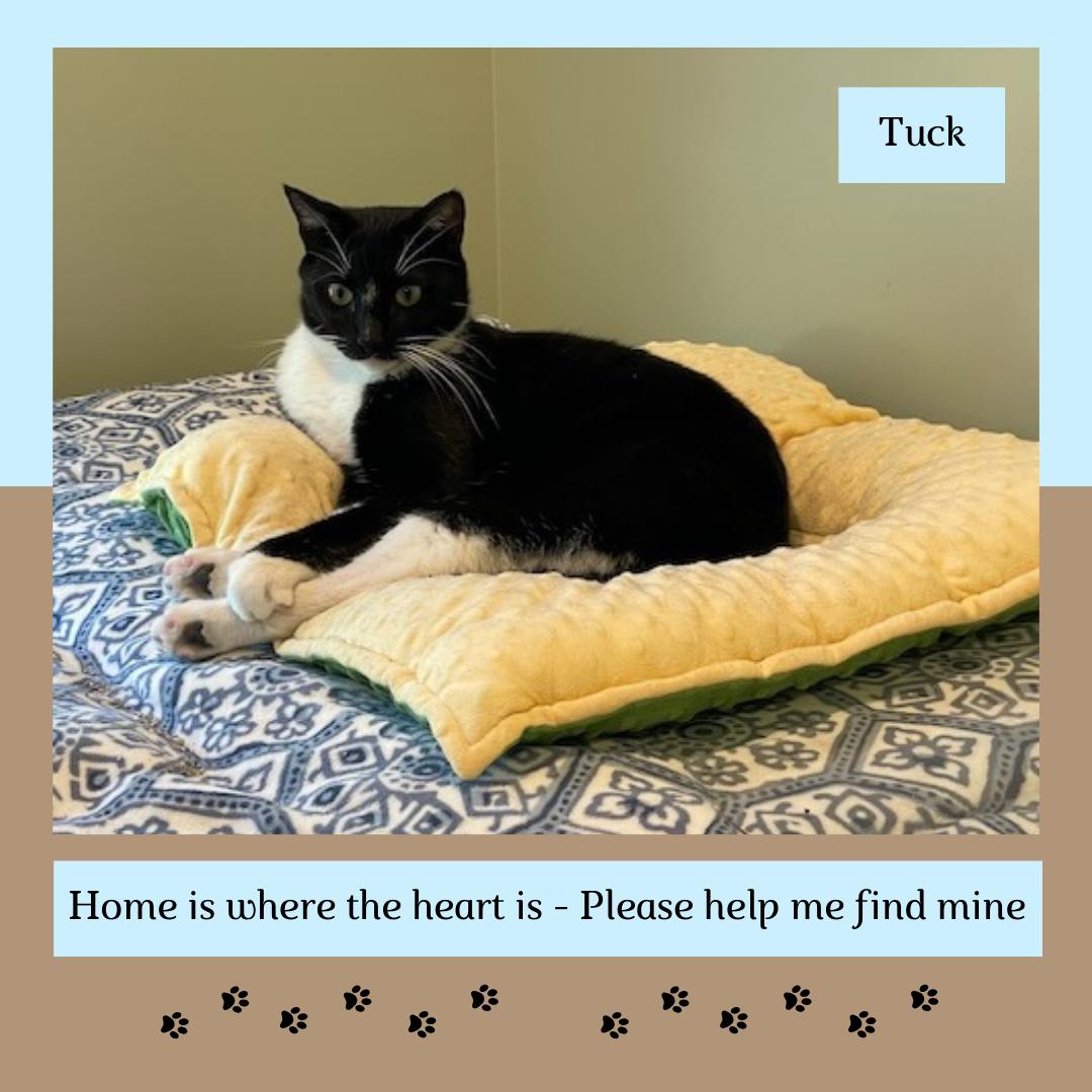 Tuck, Adoptable, Adult Male Domestic Short Hair.