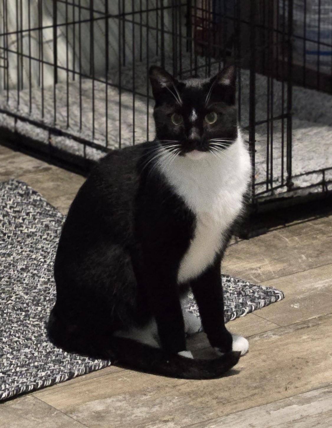 Enlarge Tuck, a Adoptable Domestic Short Hair in Milltown, NJ image 2/6