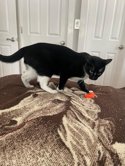 Enlarge Tuck, a Adoptable Domestic Short Hair in Milltown, NJ image 6/6