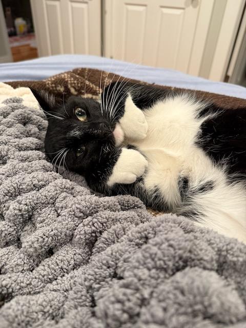 Tuck, Adoptable, Adult Male Domestic Short Hair.