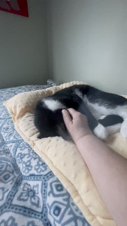 Enlarge Tuck, a Adoptable Domestic Short Hair in Milltown, NJ video 5/6