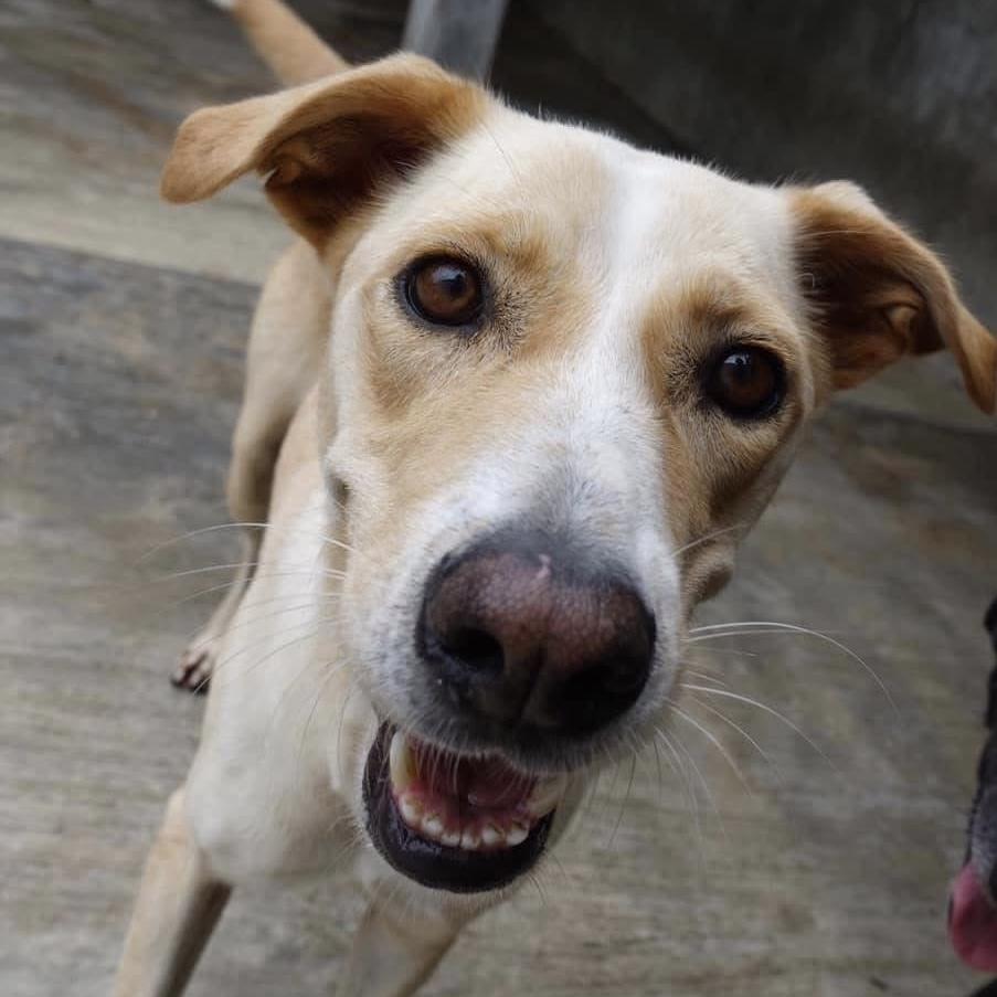 Enlarge Vanilla, a ADOPTABLE mixed breed in Mississauga, ON image 2/6