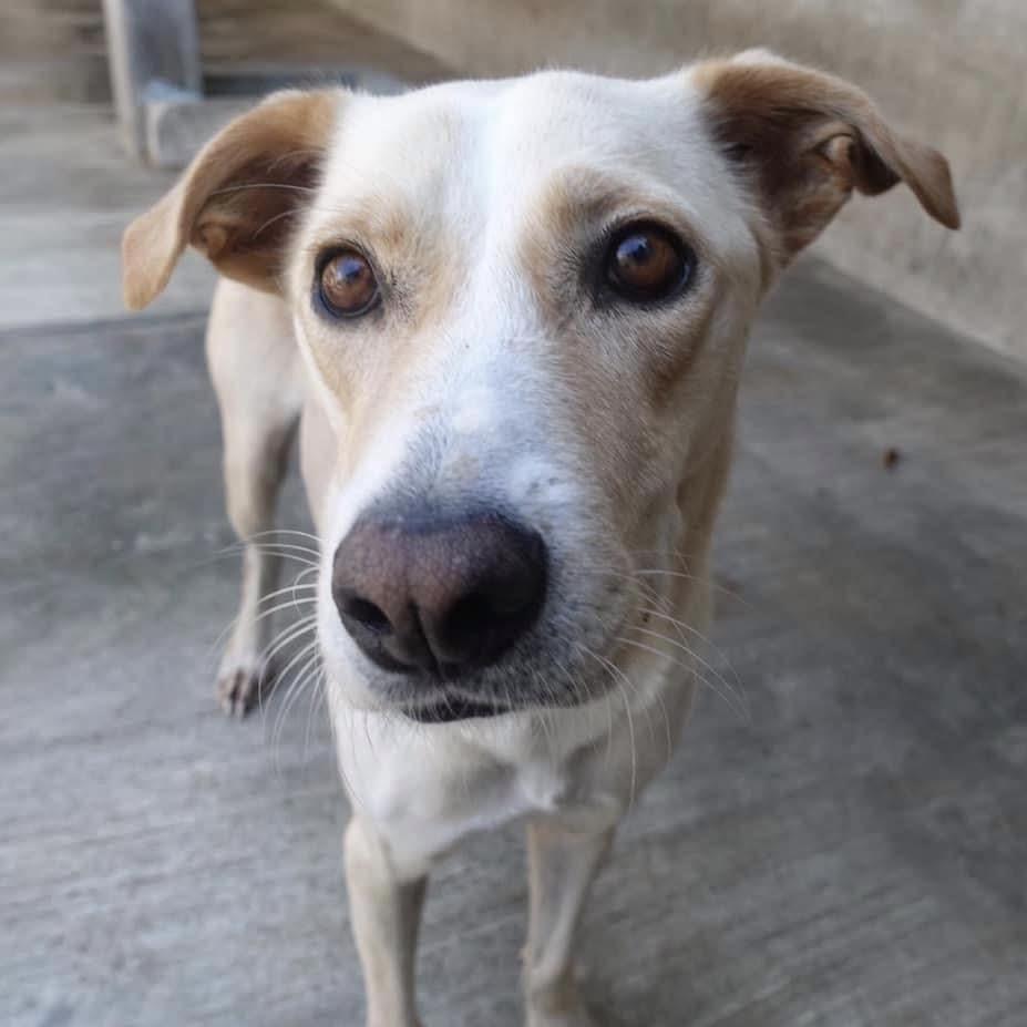 Enlarge Vanilla, a ADOPTABLE mixed breed in Mississauga, ON image 1/6