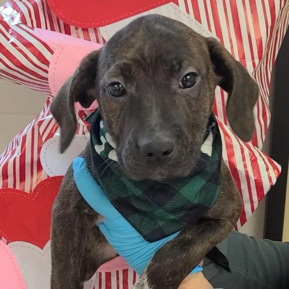 Juju, a ADOPTABLE Mixed Breed in Woolwich, ME image 3/4