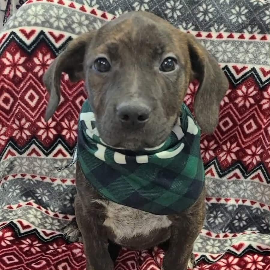 Juju, a ADOPTABLE Mixed Breed in Woolwich, ME image 1/4