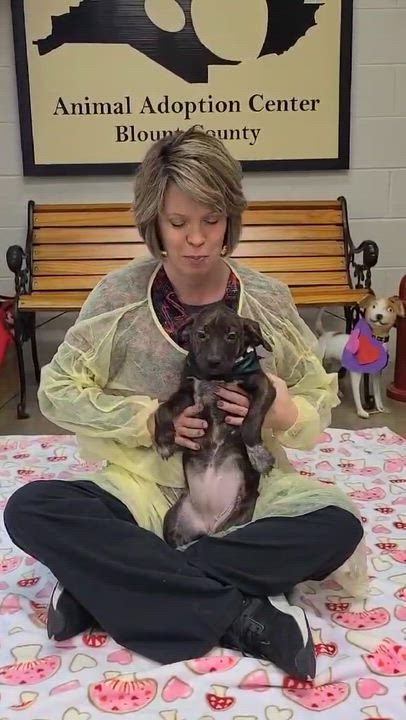 Enlarge Juju, a ADOPTABLE Mixed Breed in Woolwich, ME video 4/4