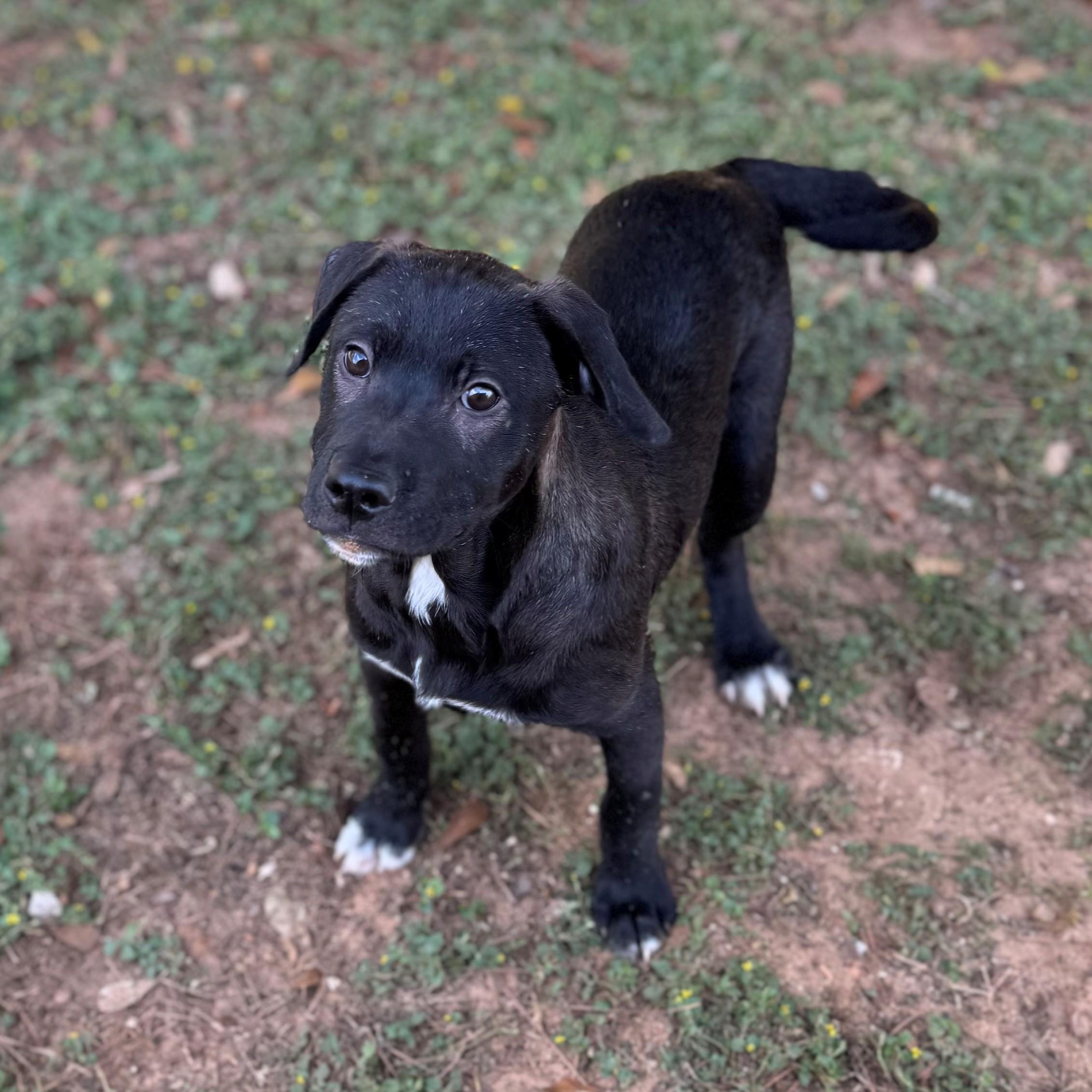 Danielle, Adoptable, Young Female Labrador Retriever.