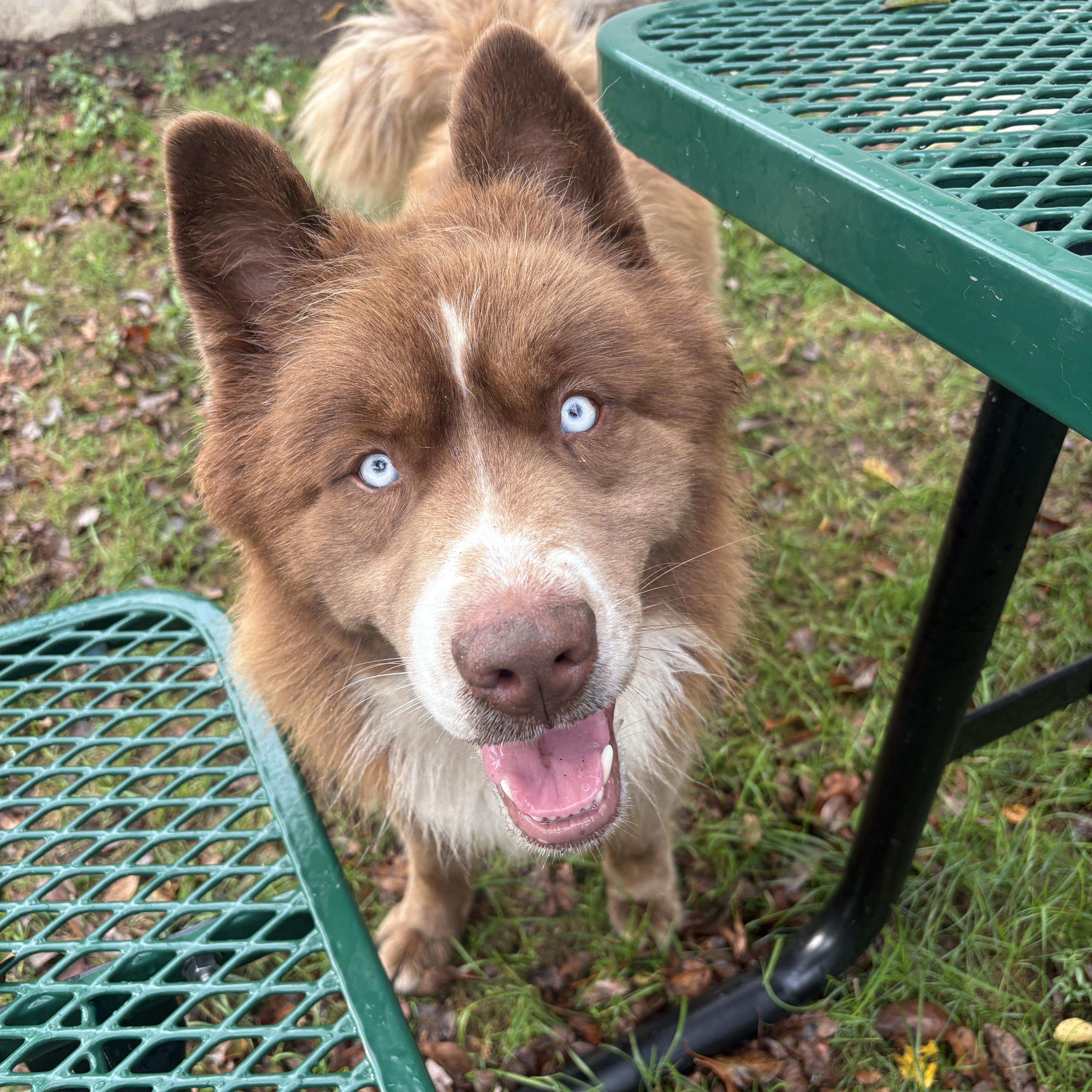 Enlarge Clifford, a Adoptable Husky in Detroit, MI image 1/2