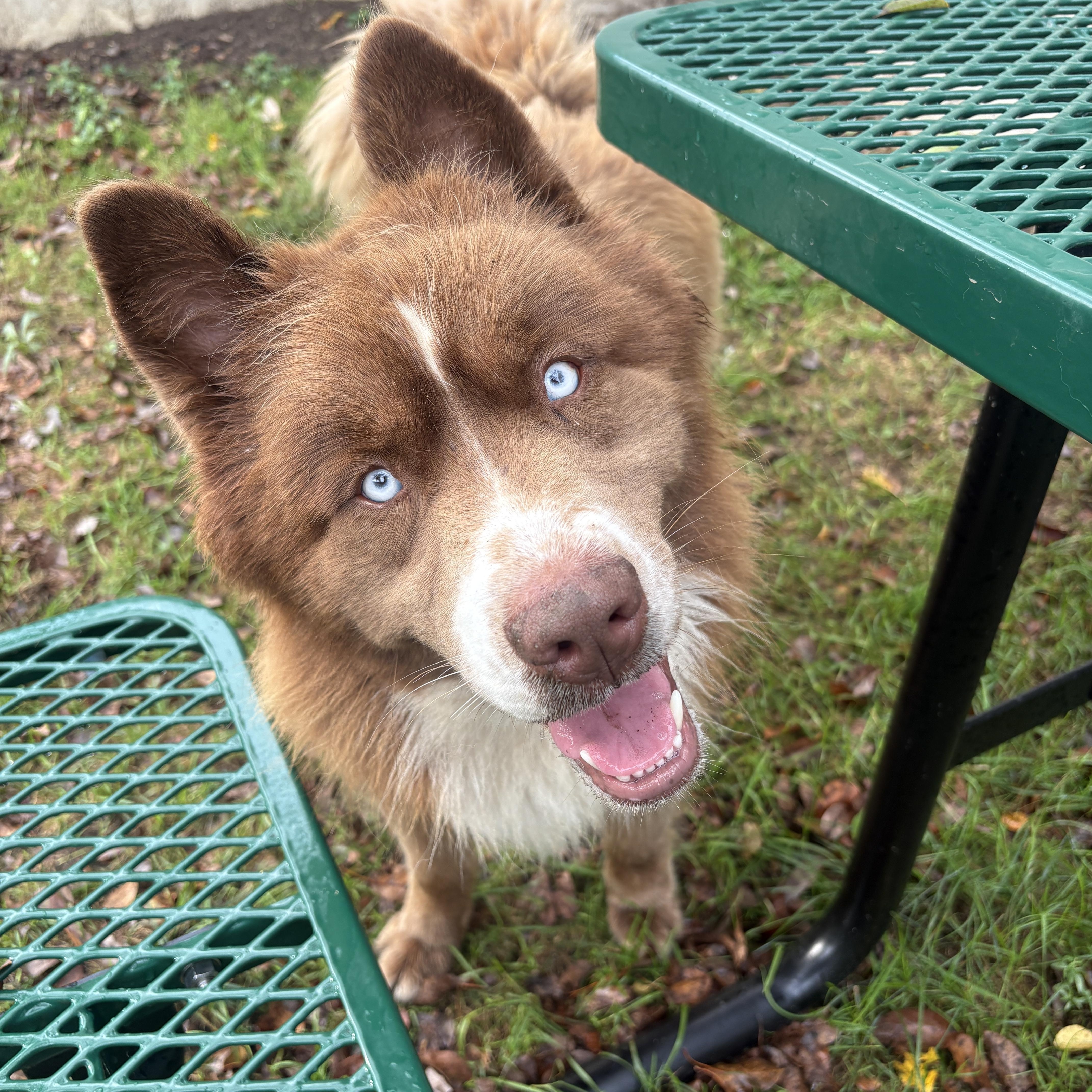 Enlarge Clifford, a Adoptable Husky in Detroit, MI image 2/2
