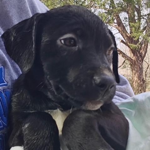 Enlarge Angelina, an adopted mixed breed in Cumberland, RI image 2/2