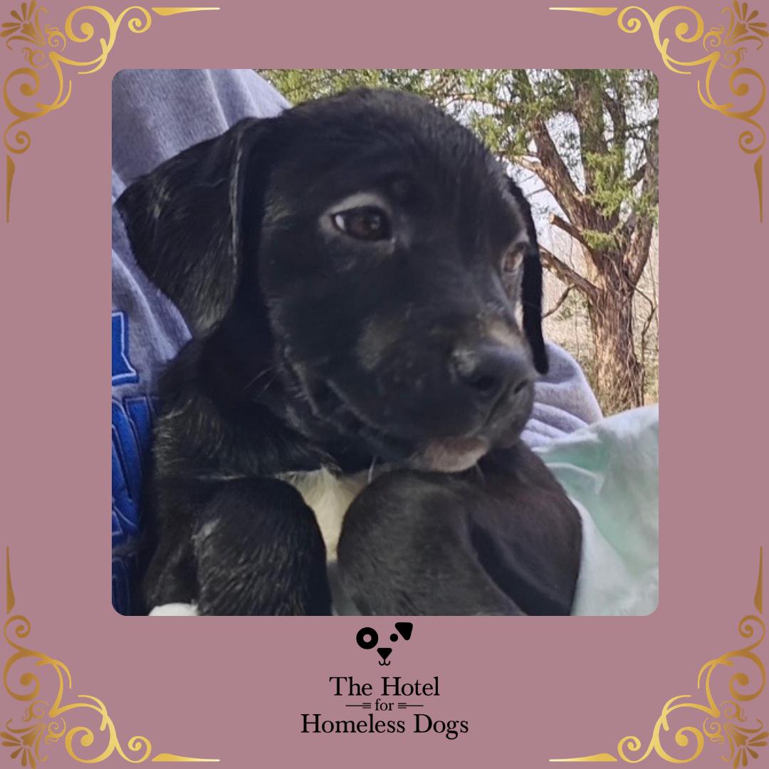 Angelina, adopted, Puppy Female American Staffordshire Terrier & Terrier.