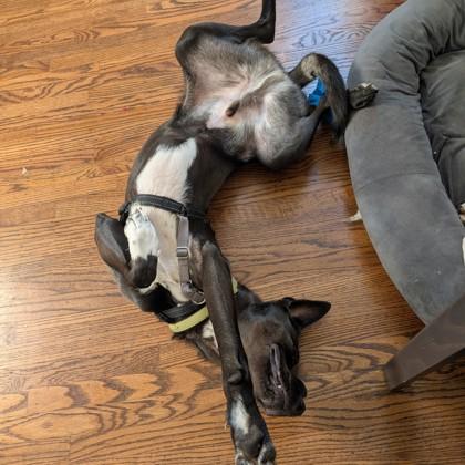 Enlarge Wiggles, a Adoptable mixed breed in San Francisco, CA image 1/6