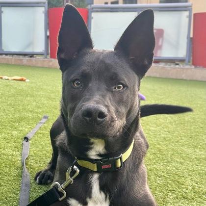 Wiggles, a Adoptable mixed breed in San Francisco, CA image 1/3