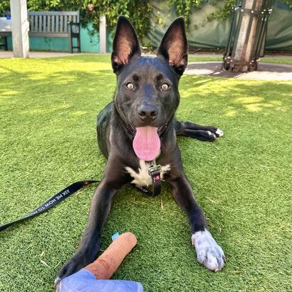 Wiggles, Adoptable, Adult Male Shepherd & Mixed Breed.