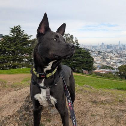 Enlarge Wiggles, a Adoptable mixed breed in San Francisco, CA image 3/6