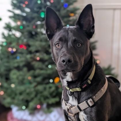 Enlarge Wiggles, a Adoptable mixed breed in San Francisco, CA image 1/3