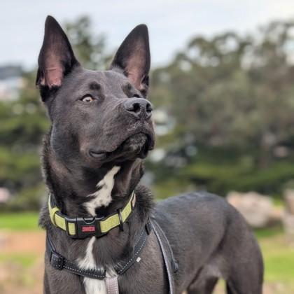 Enlarge Wiggles, a Adoptable mixed breed in San Francisco, CA image 4/6