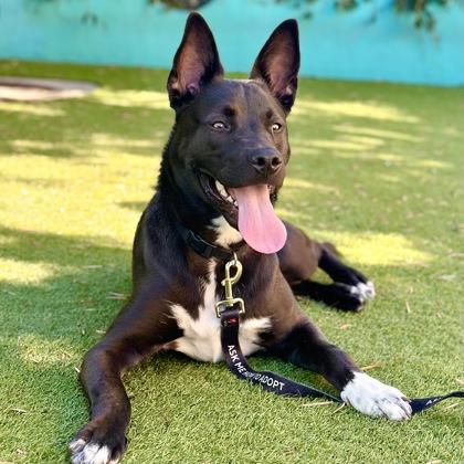 Wiggles, a Adoptable mixed breed in San Francisco, CA image 2/3