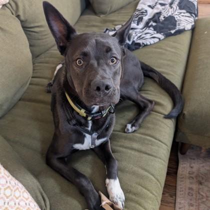 Enlarge Wiggles, a Adoptable mixed breed in San Francisco, CA image 2/3