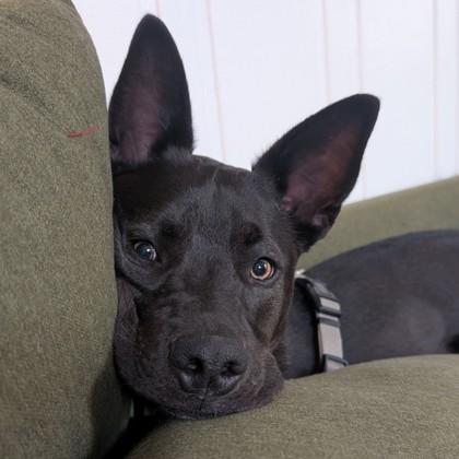 Enlarge Wiggles, a Adoptable mixed breed in San Francisco, CA image 3/3