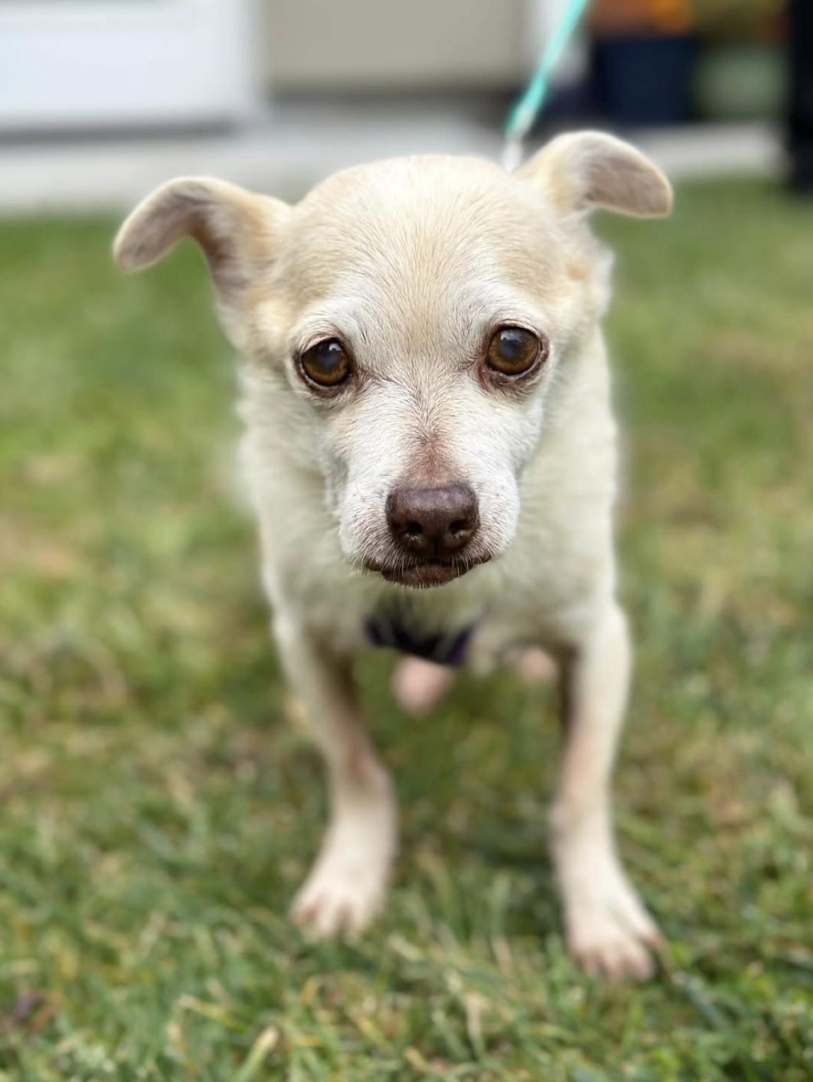 Vanilla Ice, ADOPTABLE, Senior Male Chihuahua.