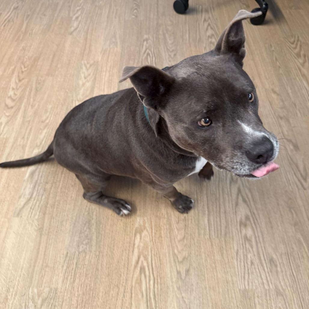 Herringbone 13900, Adoptable, Senior Male Pit Bull Terrier.