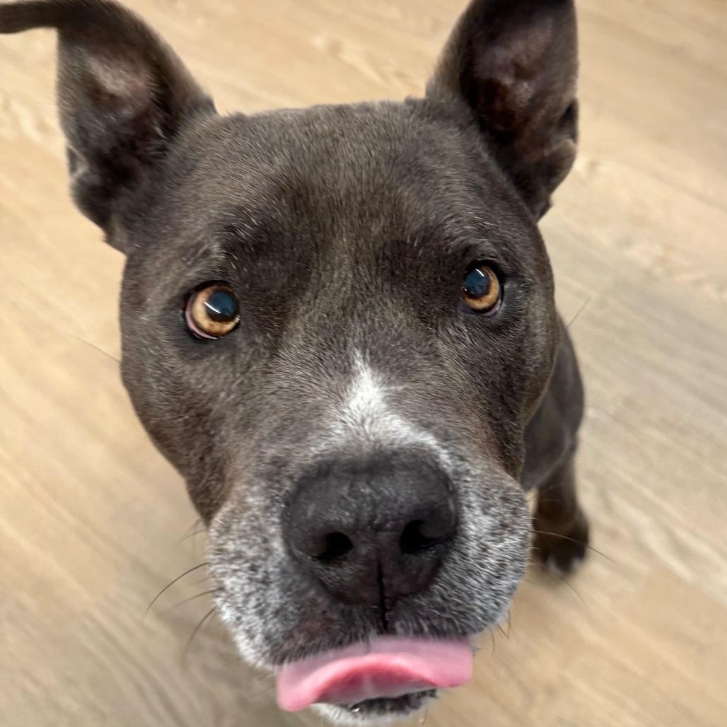 Enlarge Herringbone 13900, a Adoptable Pit Bull Terrier in San Francisco, CA image 2/6