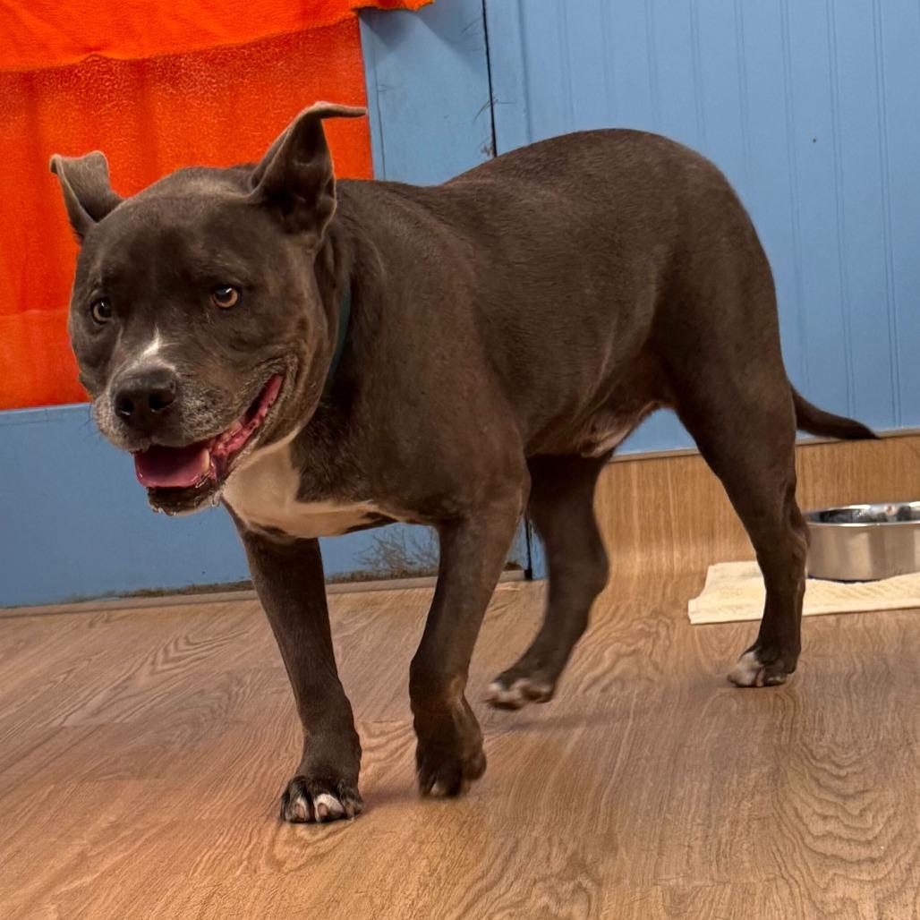 Enlarge Herringbone 13900, a Adoptable Pit Bull Terrier in San Francisco, CA image 3/6