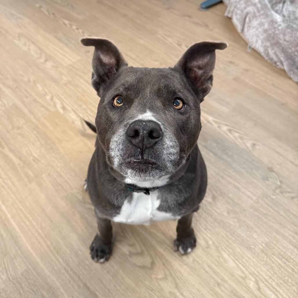 Enlarge Herringbone 13900, a Adoptable Pit Bull Terrier in San Francisco, CA image 4/6