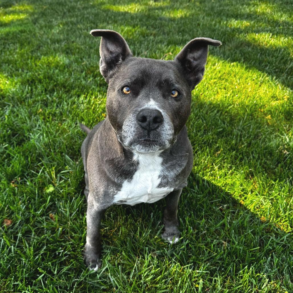 Enlarge Herringbone 13900, a Adoptable Pit Bull Terrier in San Francisco, CA image 5/6