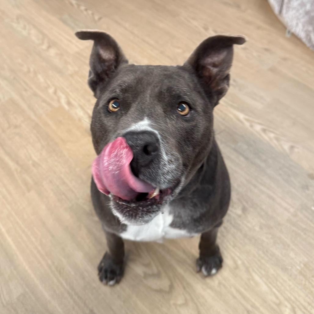 Enlarge Herringbone 13900, a Adoptable Pit Bull Terrier in San Francisco, CA image 6/6