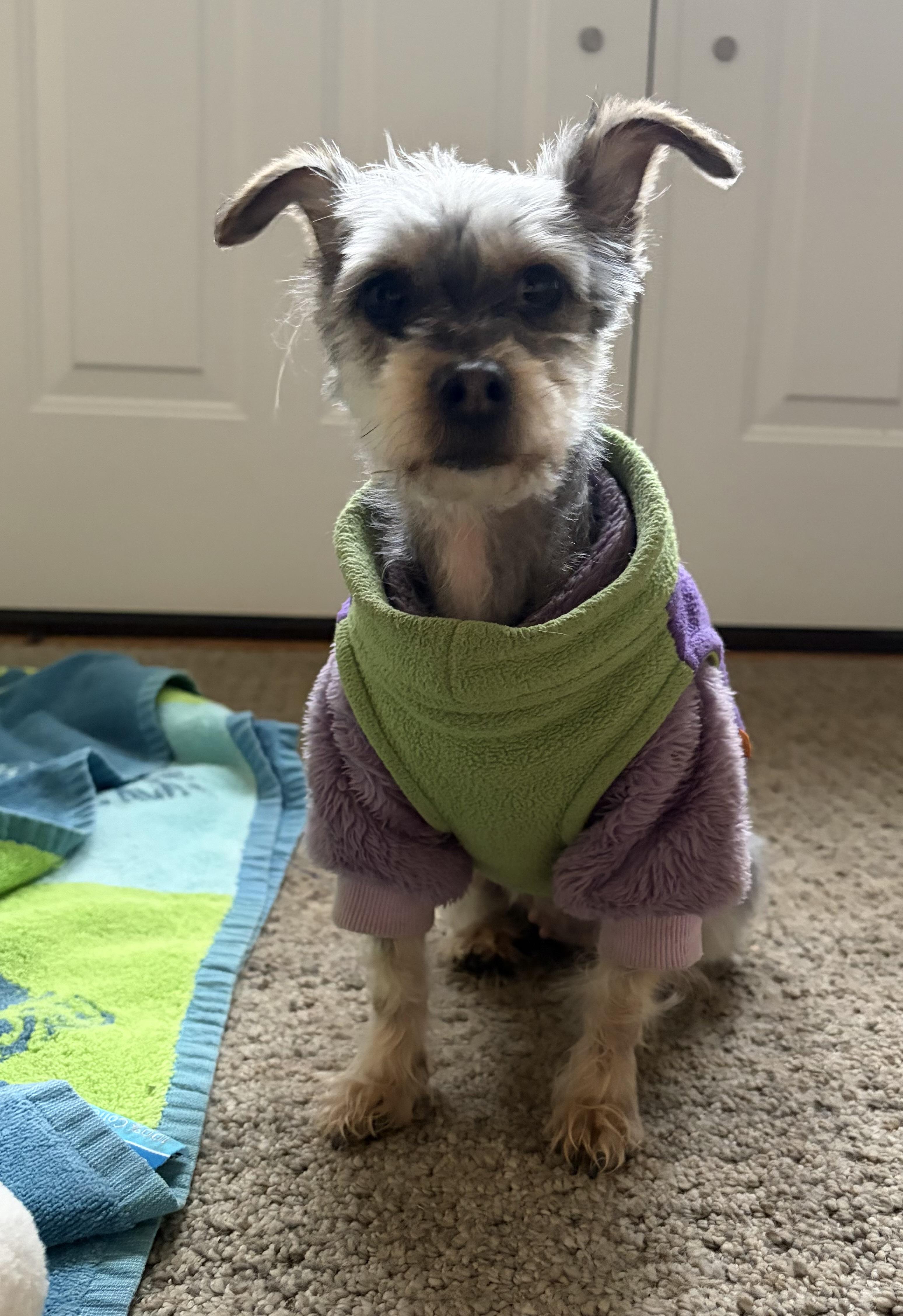 Enlarge Starlight, an adopted Havanese in POTOMAC, MD image 2/3