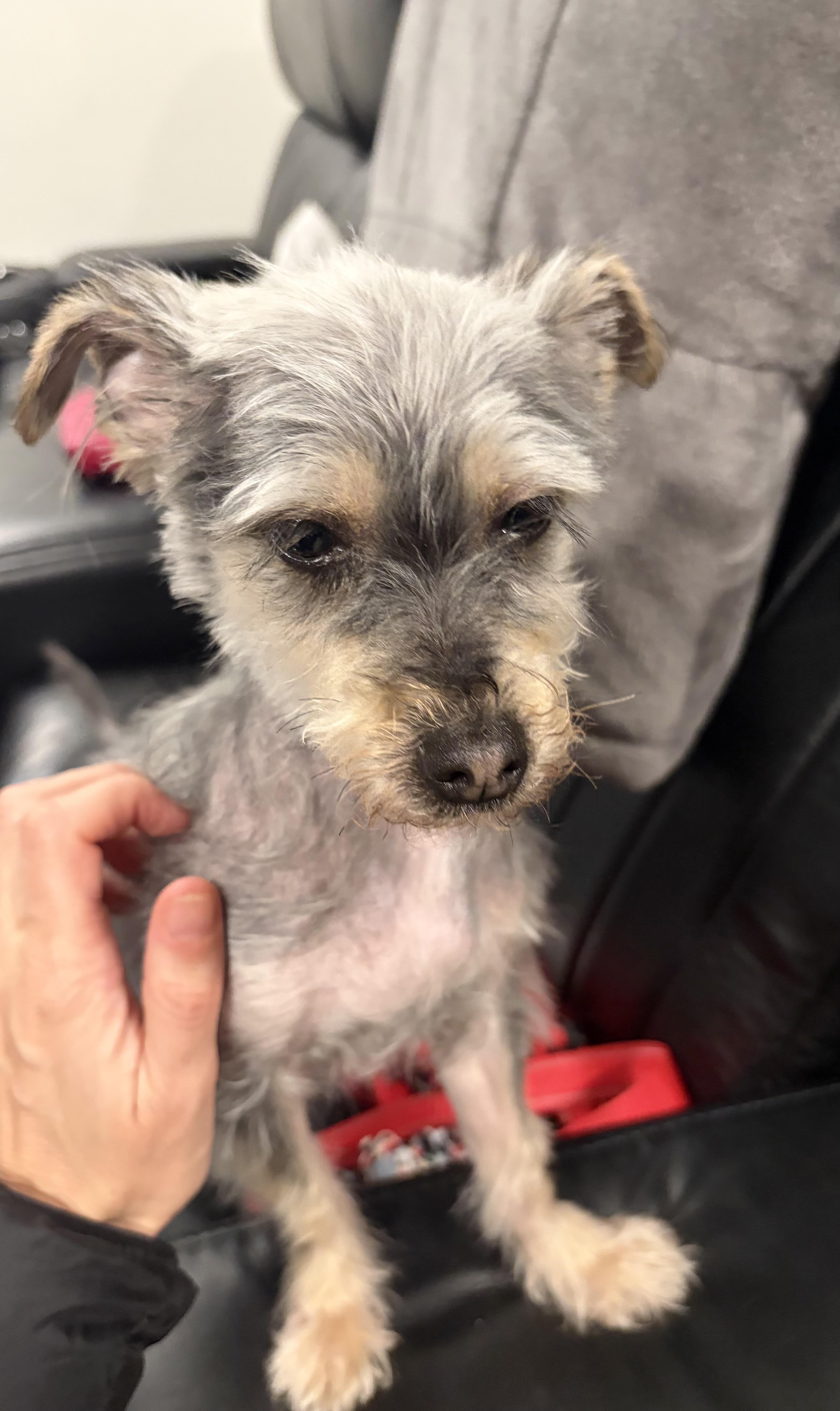 Enlarge Starlight, an adopted Havanese in POTOMAC, MD image 1/3