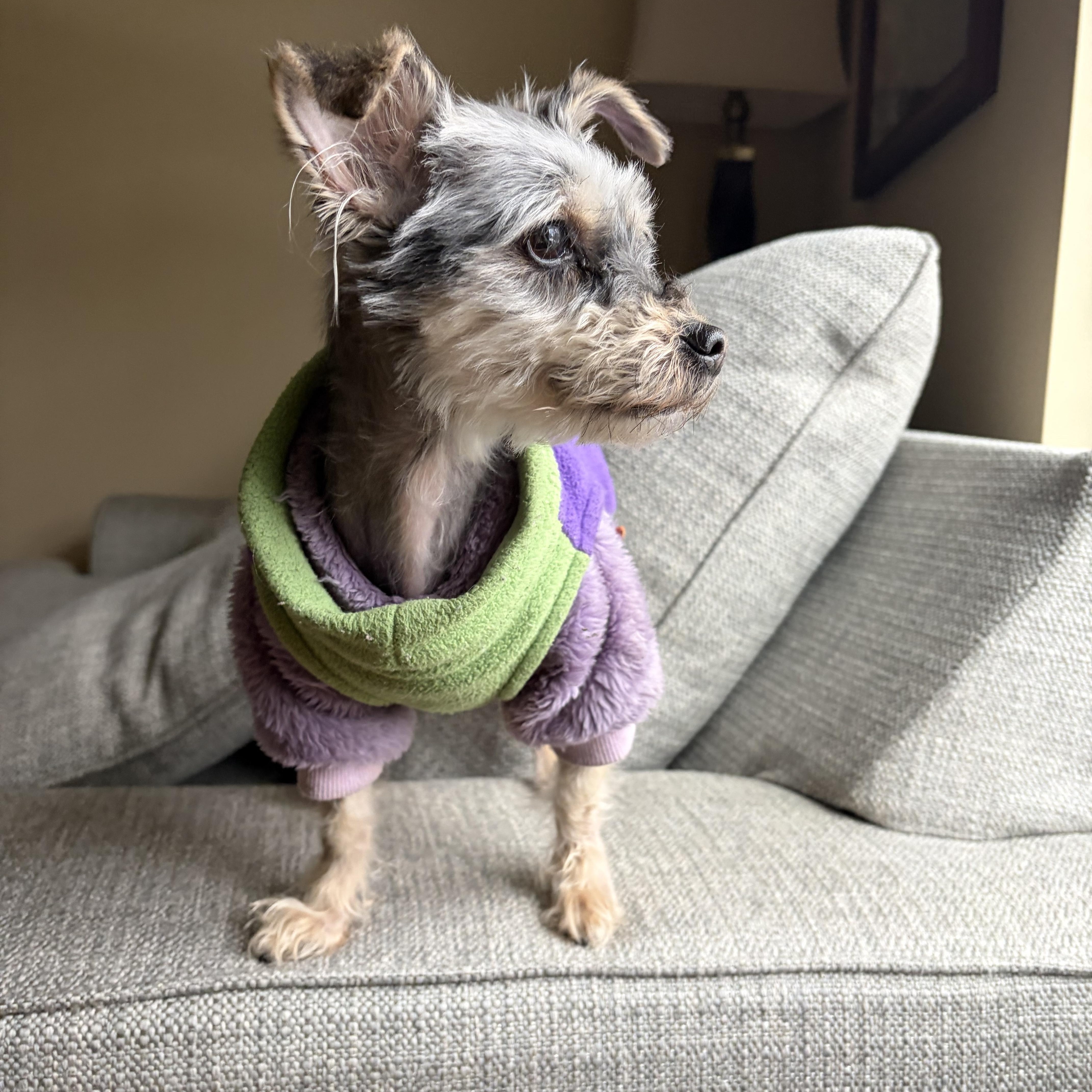 Enlarge Starlight, an adopted Havanese in POTOMAC, MD image 3/3