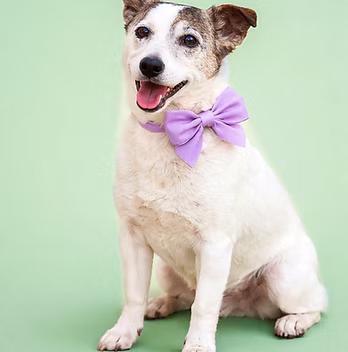 Cady, Adoptable, Senior Female Jack Russell Terrier.