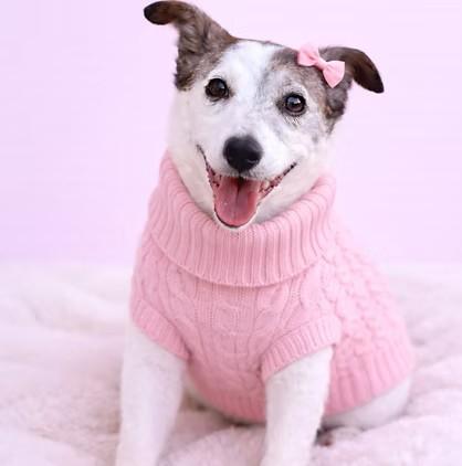 Enlarge Cady, a Adoptable Jack Russell Terrier in Salt Lake City, UT image 1/4