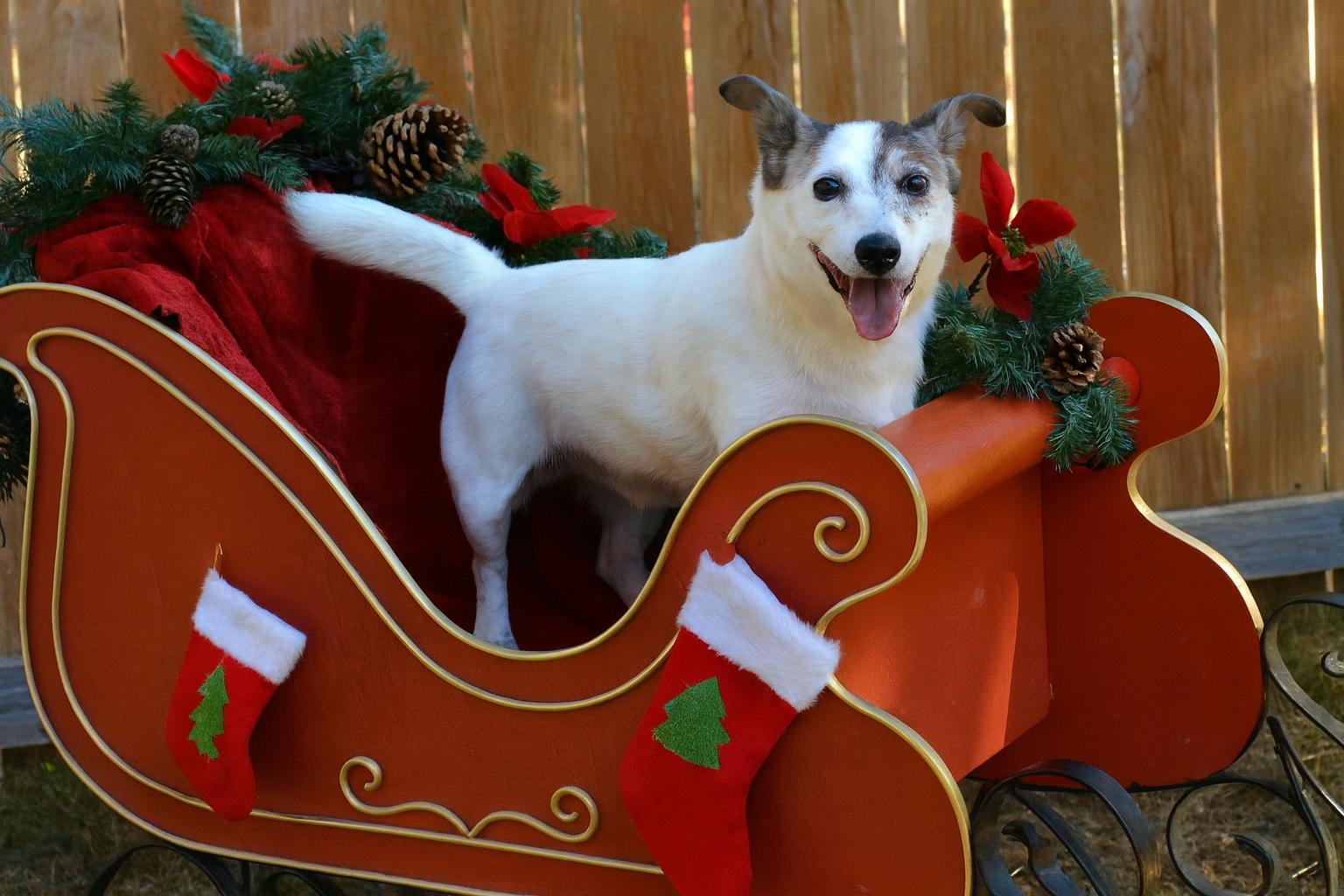 Cady, Adoptable, Senior Female Jack Russell Terrier.