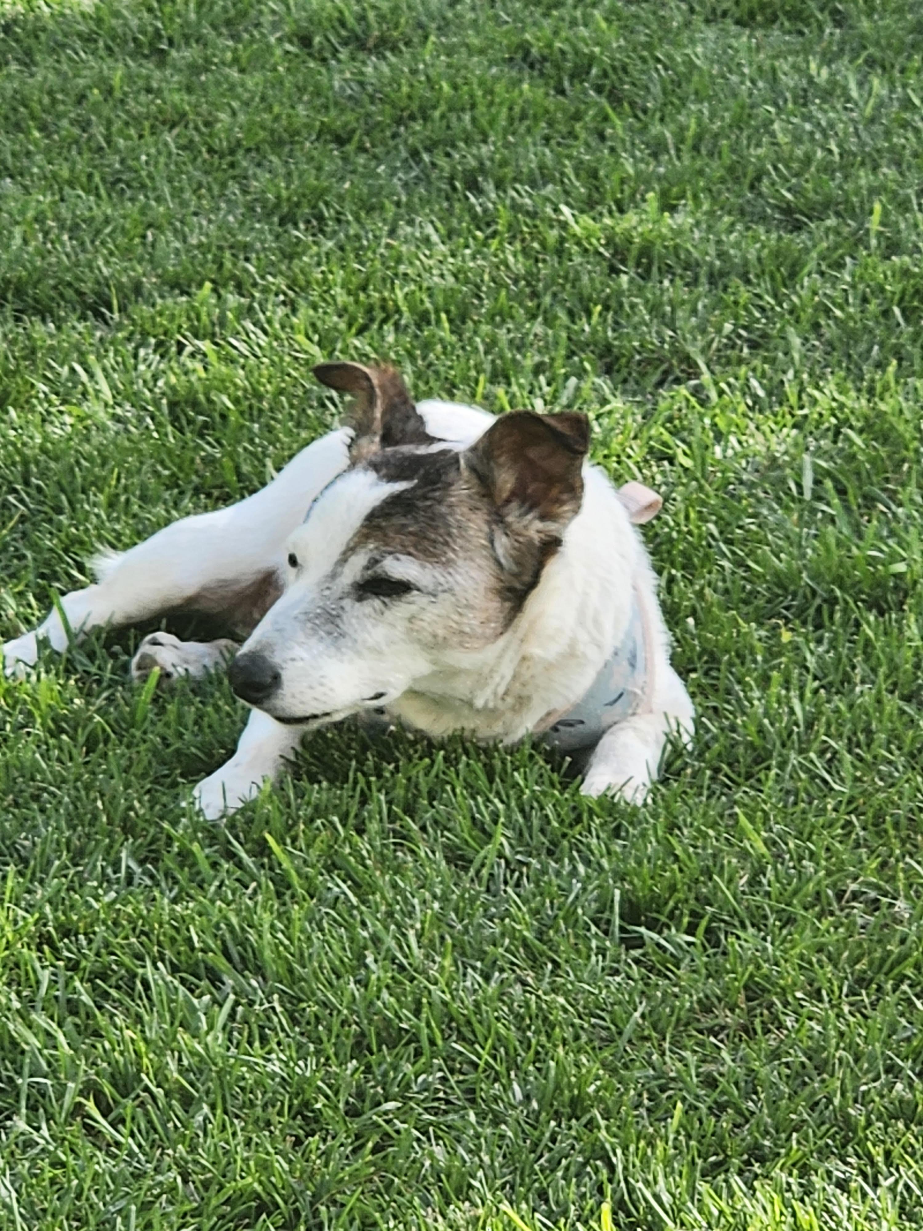 Cady, a Adoptable Jack Russell Terrier in Salt Lake City, UT image 2/4