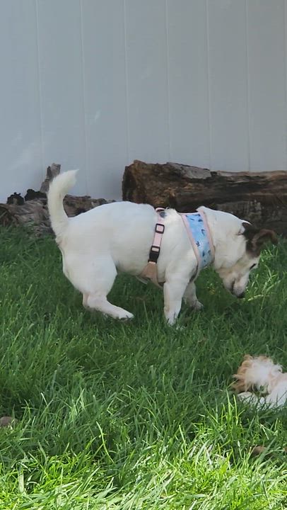 Enlarge Cady, a Adoptable Jack Russell Terrier in Salt Lake City, UT video 4/4