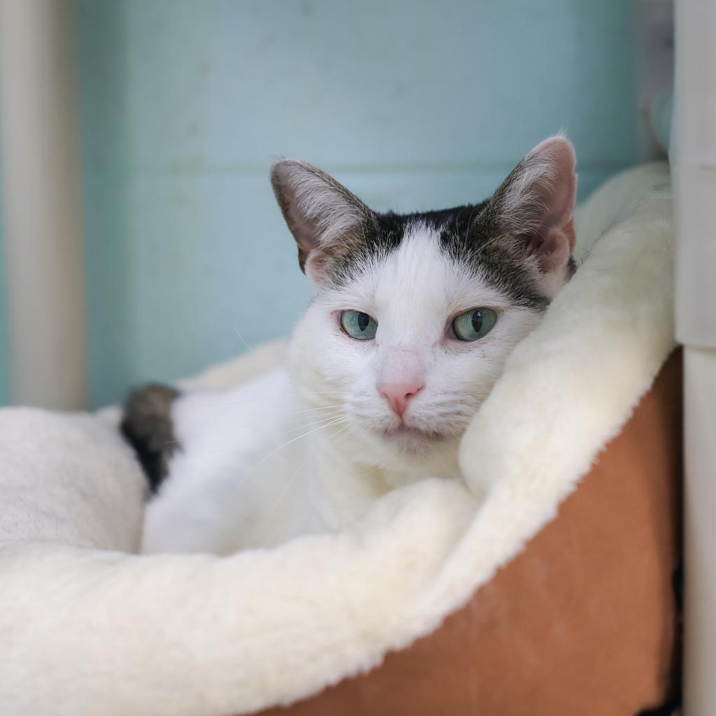 Enlarge Dot, a Adoptable Domestic Short Hair in Los Angeles, CA image 1/4
