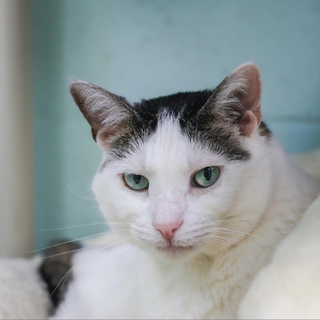 Dot, Adoptable, Senior Female Domestic Short Hair.