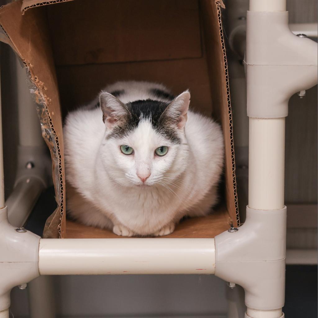 Enlarge Dot, a Adoptable Domestic Short Hair in Los Angeles, CA image 4/4