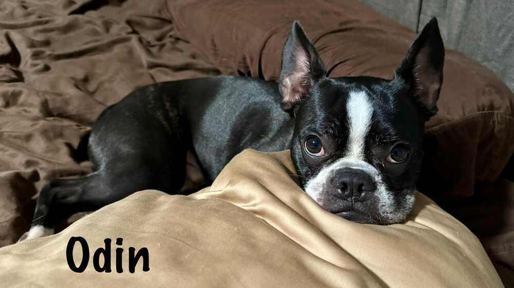 Odin Meredith-4703 Maryville, TN, a Adoptable mixed breed in Maryville, TN image 1/6