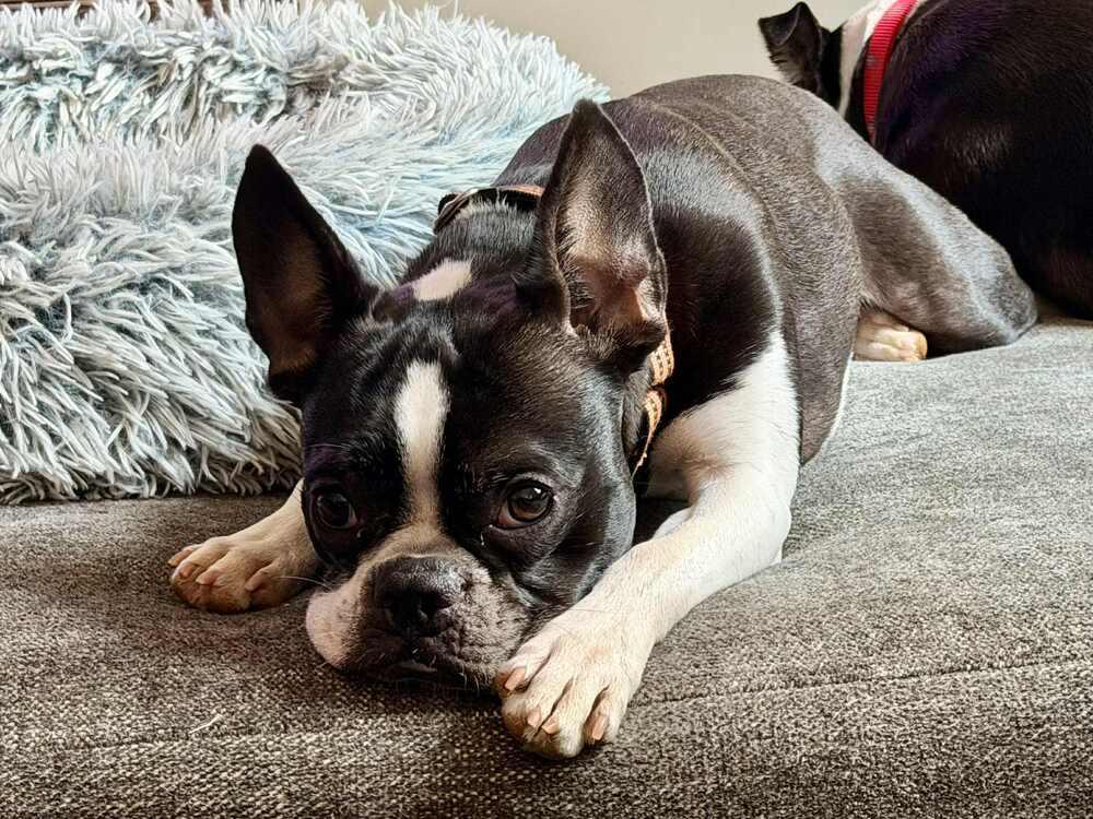 Odin Meredith-4703 Maryville, TN, a Adoptable mixed breed in Maryville, TN image 4/6