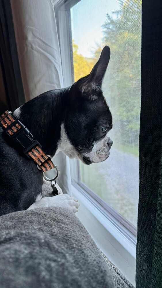 Odin Meredith-4703 Maryville, TN, a Adoptable mixed breed in Maryville, TN image 5/6